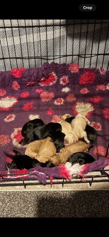 F1 Cockapoos - Image 3 of 3