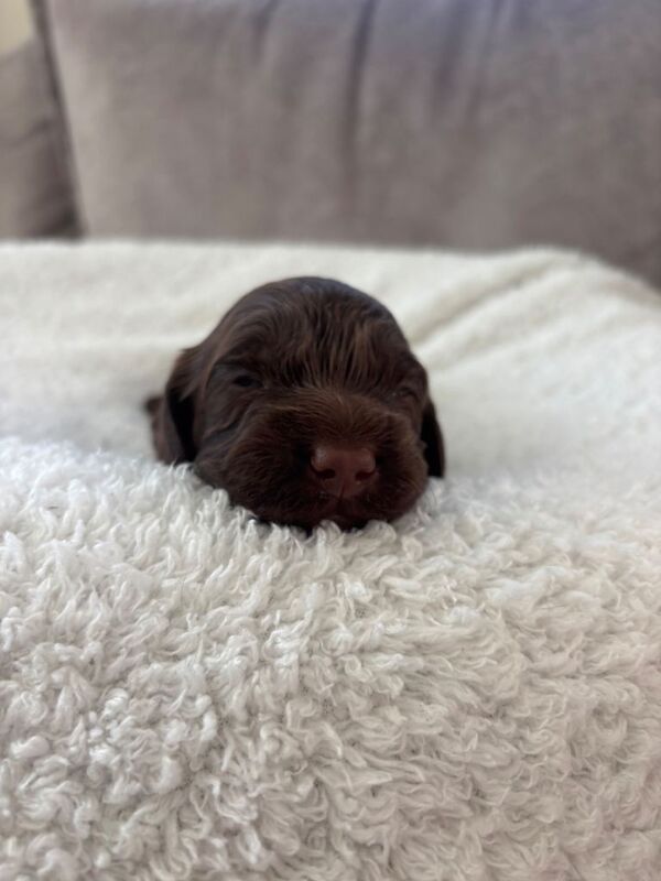 f1 cockapoos - Image 2 of 4