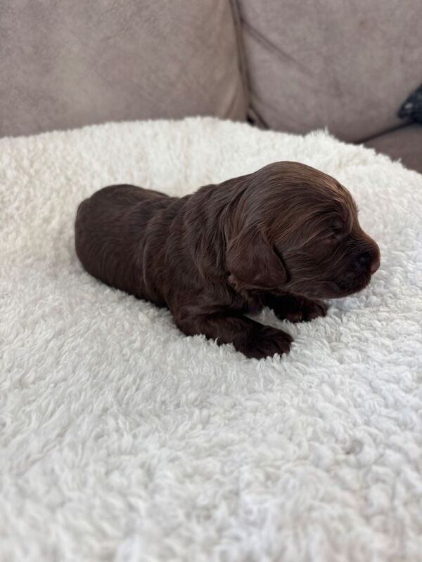 f1 cockapoos - Image 3 of 4