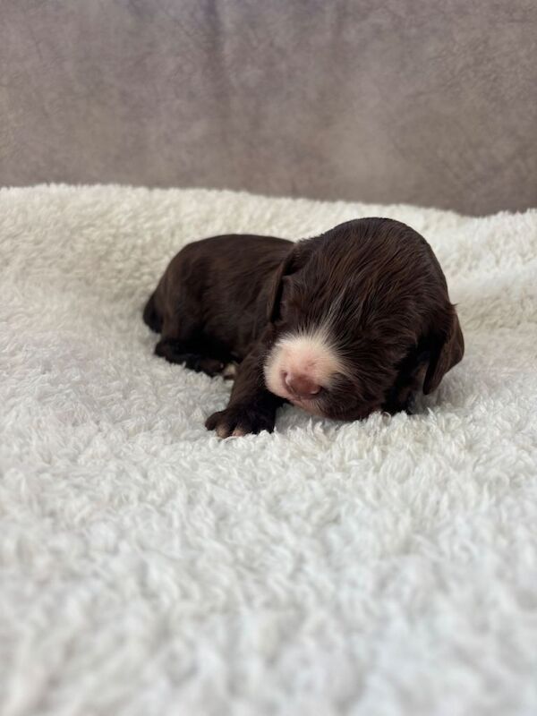 f1 cockapoos - Image 4 of 4