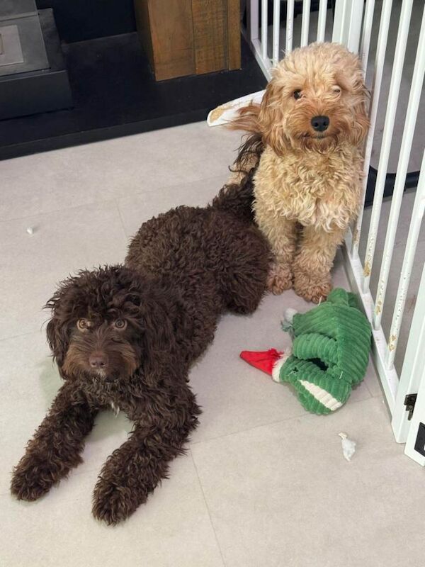 F1 cockapoos for re homing