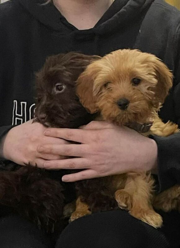 F1 cockapoos for re homing - Image 3 of 5