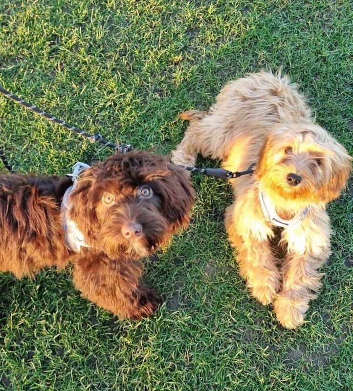 F1 cockapoos for re homing - Image 4 of 5