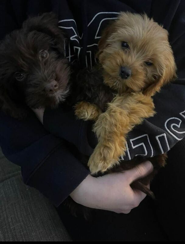 F1 cockapoos for re homing - Image 5 of 5