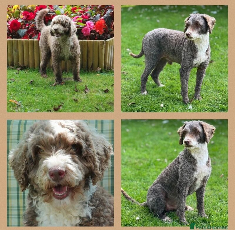 F1 Cockapoos for sale