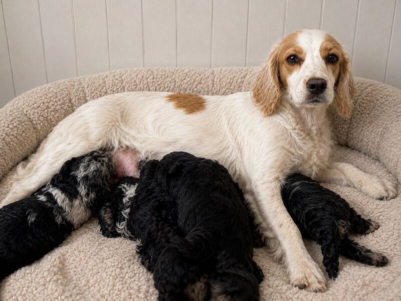 F1 Cockapoos for sale - Image 2 of 15