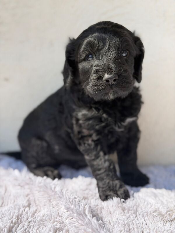 F1 Cockapoos for sale - Image 3 of 15