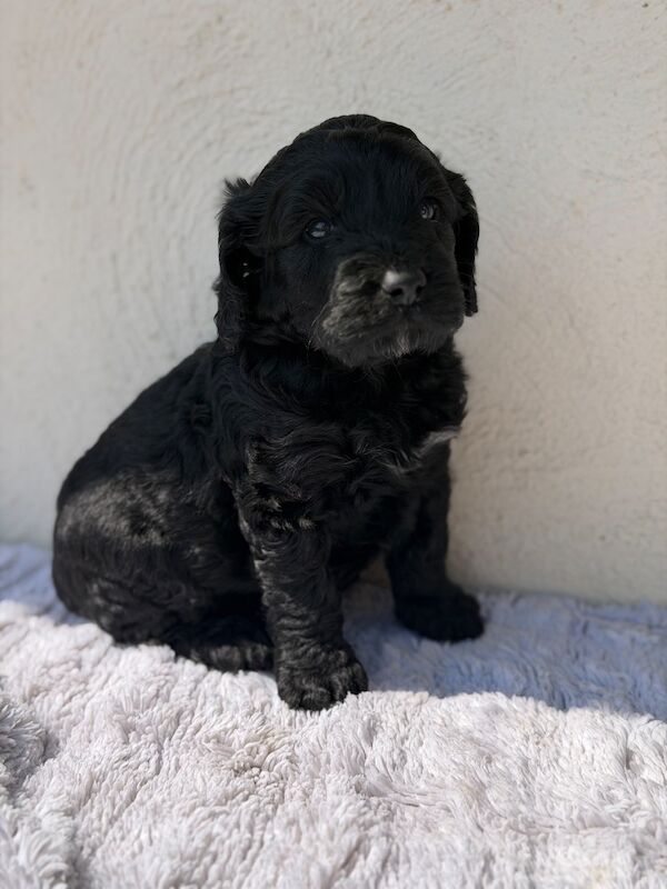 F1 Cockapoos for sale - Image 5 of 15