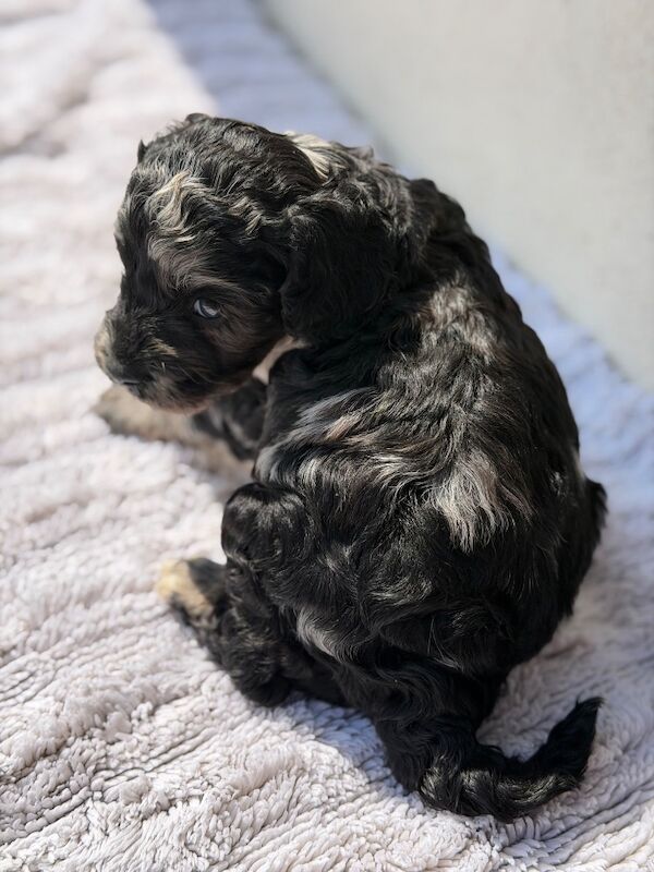 F1 Cockapoos for sale - Image 7 of 15