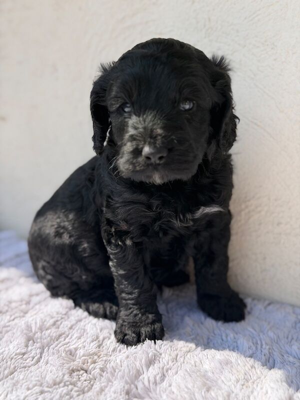 F1 Cockapoos for sale - Image 10 of 15