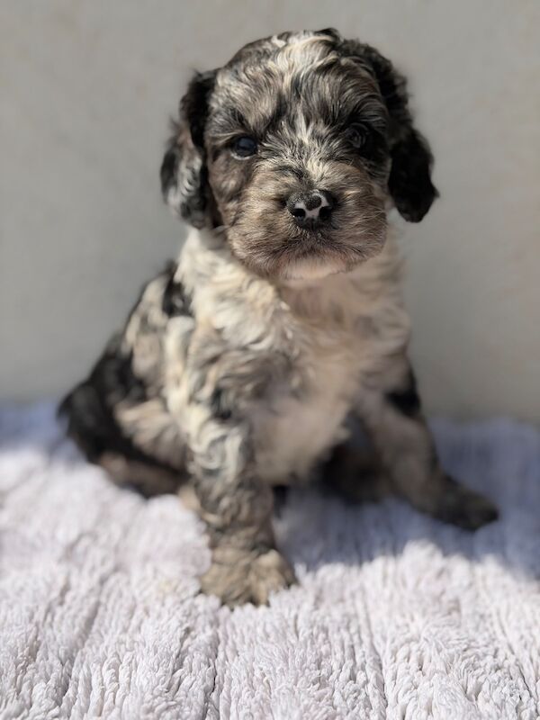 F1 Cockapoos for sale - Image 11 of 15