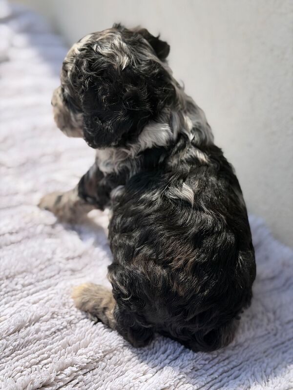 F1 Cockapoos for sale - Image 12 of 15