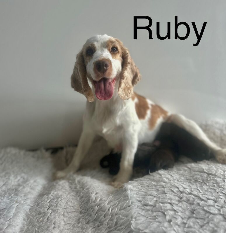 Cockapoo puppies for sale in Upwell, Norfolk – 1 week old