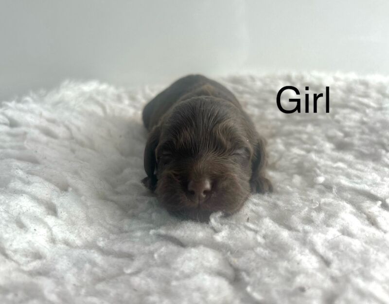 Cockapoo puppies for sale in Upwell, Norfolk – 1 week old - Image 2 of 4