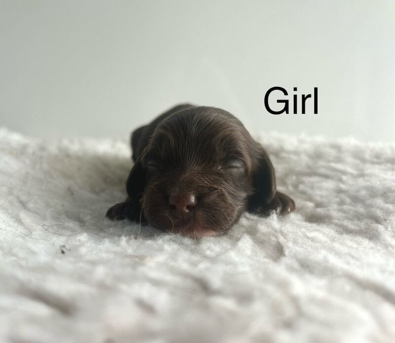 Cockapoo puppies for sale in Upwell, Norfolk – 1 week old - Image 3 of 4