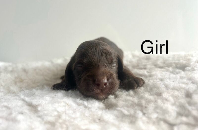 Cockapoo puppies for sale in Upwell, Norfolk – 1 week old - Image 4 of 4