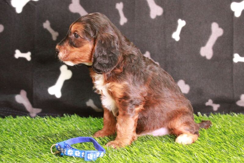 F1 Cockapoo's outstanding colours. for sale in SA34 0SE
