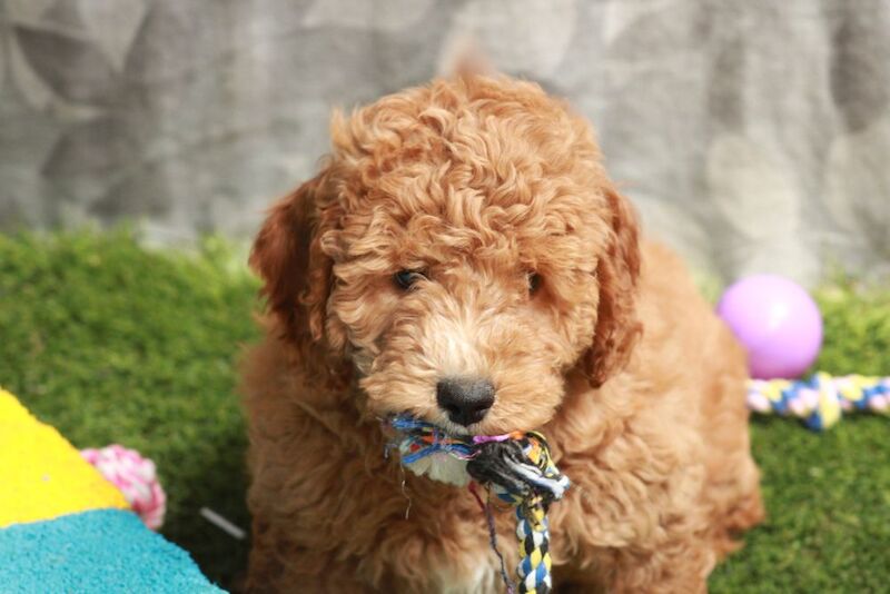 FULLY VACCINATED F1 Cockapoo's with DNA certs for sale in SA34 0SE - Image 1