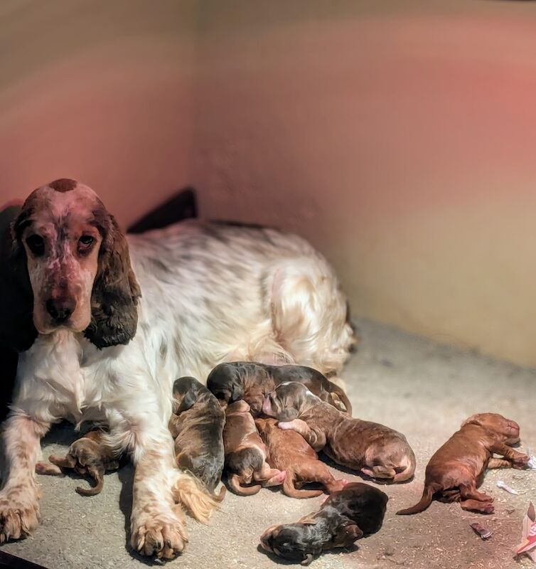 FULLY VACCINATED F1 Cockapoo's with DNA certs for sale in SA34 0SE - Image 5
