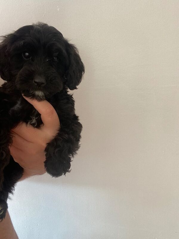 Cockapoo puppies for sale in Bolsover, Derbyshire – 3 months old
