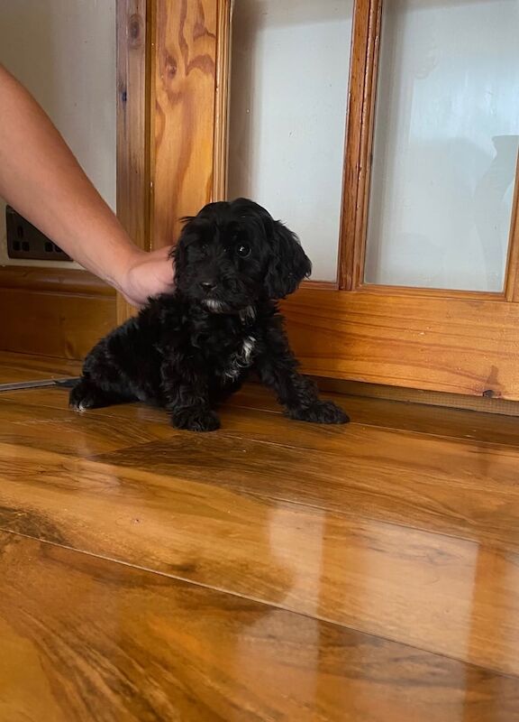 Cockapoo puppies for sale in Bolsover, Derbyshire – 3 months old - Image 2 of 3