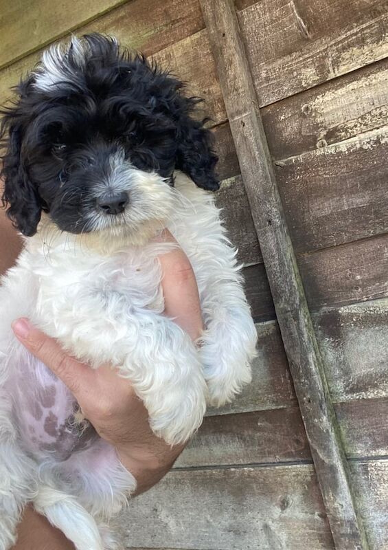 Cockapoo puppies for sale in Bolsover, Derbyshire – 3 months old - Image 3 of 3