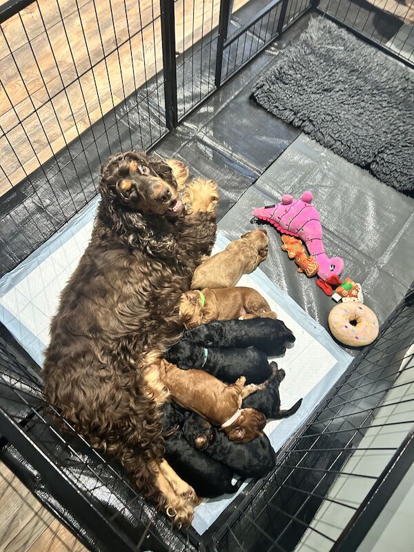 Cockapoo puppies for sale in Stockport, Greater Manchester – 1 year old - Image 2 of 3