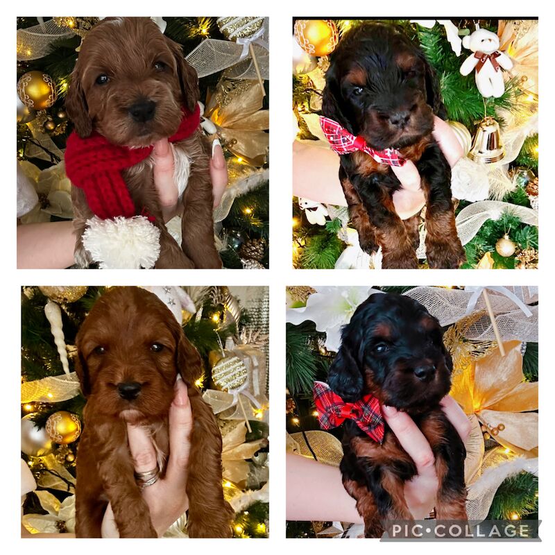 Cockapoo puppies for sale in Stockport, Greater Manchester – 1 year old - Image 3 of 3