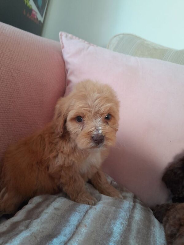 Cockapoo puppies for sale in Bishop Auckland, County Durham – 1 year old - Image 1 of 3