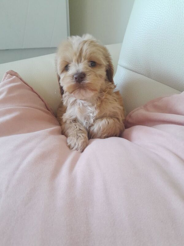 Cockapoo puppies for sale in Bishop Auckland, County Durham – 1 year old - Image 2 of 3