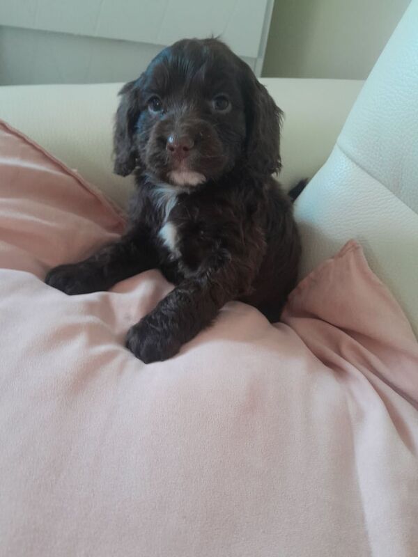 Cockapoo puppies for sale in Bishop Auckland, County Durham – 1 year old - Image 3 of 3