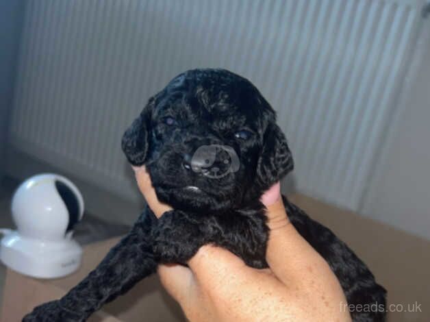 Cockapoo puppies for sale in Durham, Durham – 1 year old - Image 5 of 5