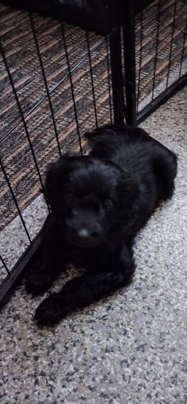 Cockapoo Puppies For Sale Under £1,000