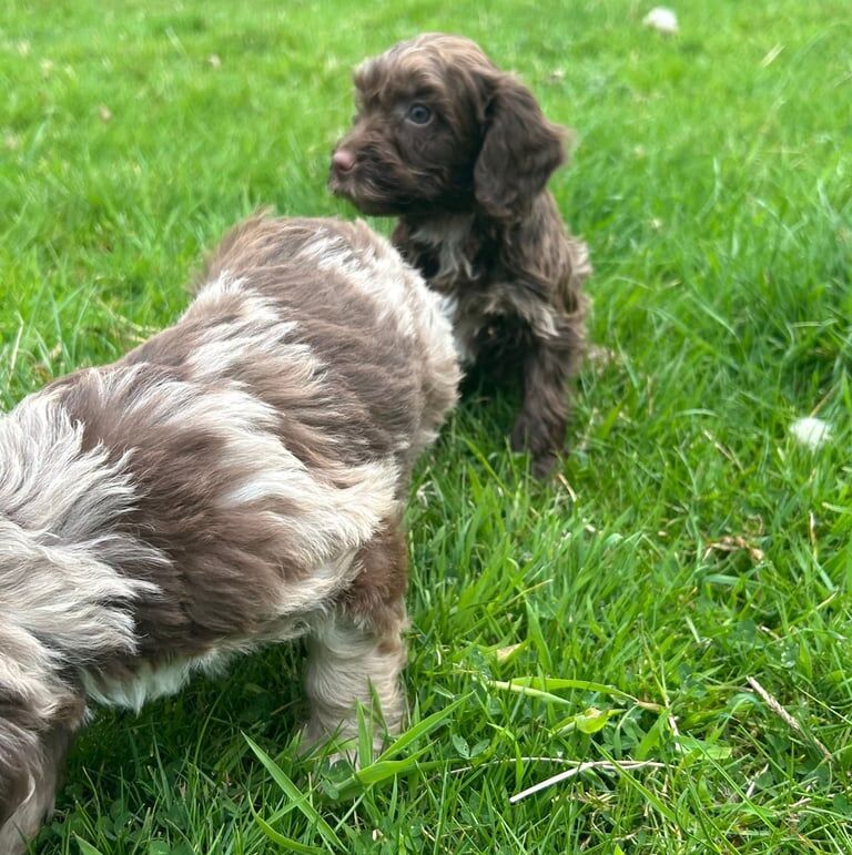 Kennel Club Registered Cockapoo Puppies For Sale