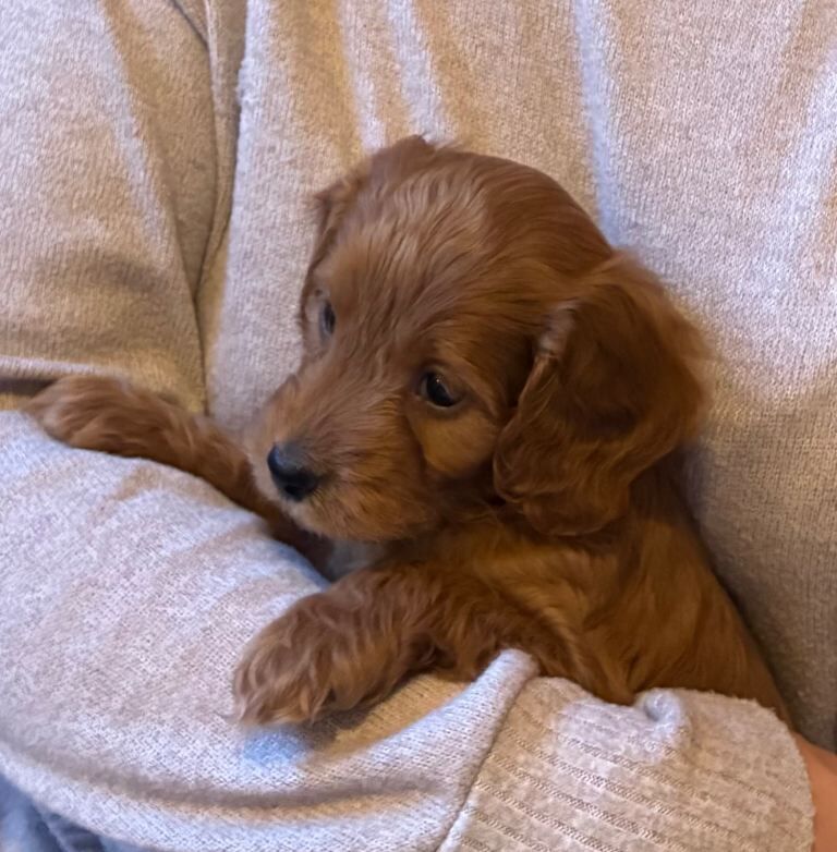 Cockapoo puppies for sale in Launceston, Cornwall – KC registered, 6 weeks old