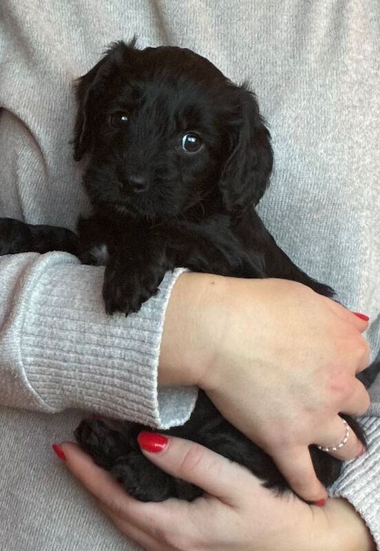 Cockapoo puppies for sale in Launceston, Cornwall – KC registered, 6 weeks old - Image 2 of 4