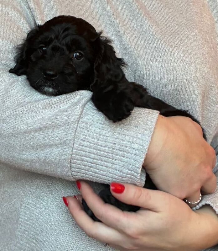 Cockapoo puppies for sale in Launceston, Cornwall – KC registered, 6 weeks old - Image 3 of 4