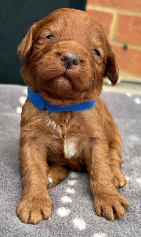 F1 Cockerpoo puppies