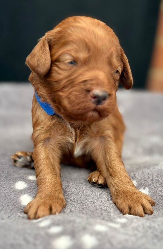 F1 Cockerpoo puppies - Image 2 of 6