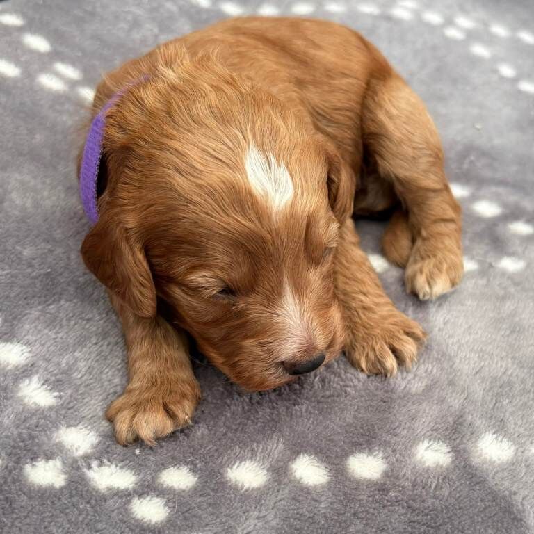 F1 Cockerpoo puppies - Image 3 of 6