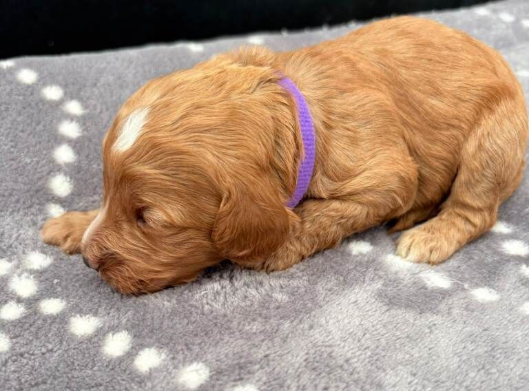 F1 Cockerpoo puppies - Image 4 of 6