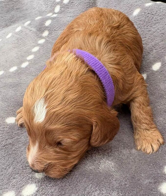 F1 Cockerpoo puppies - Image 5 of 6