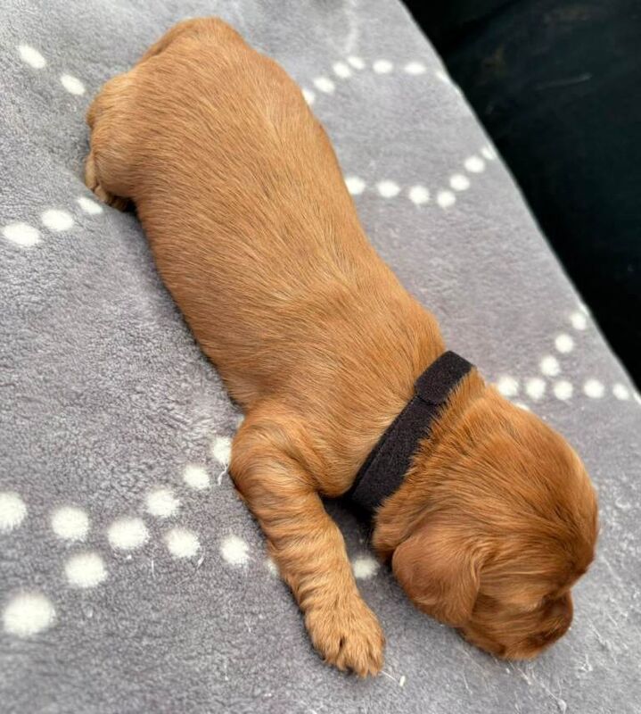 F1 Cockerpoo puppies - Image 6 of 6