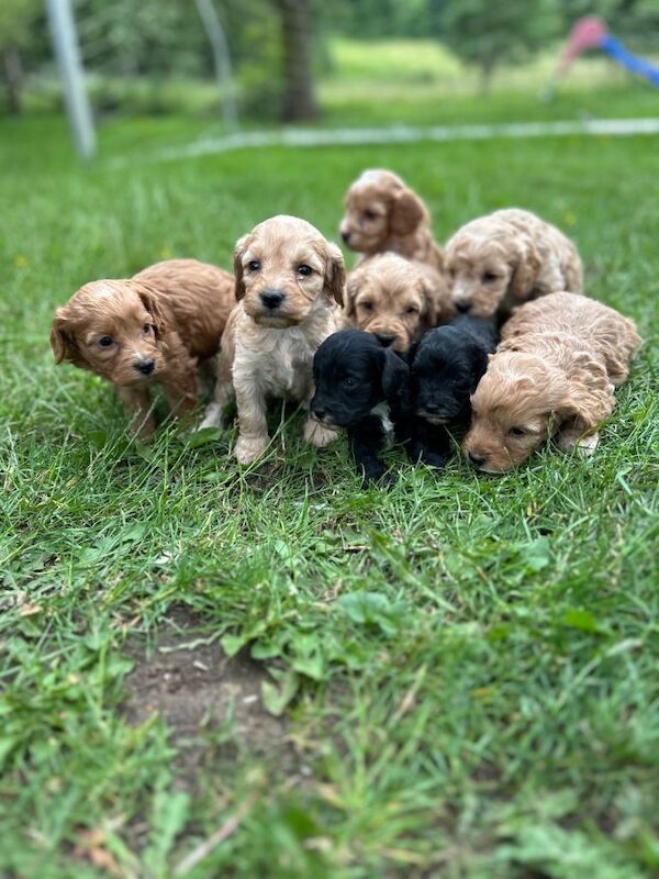 Cockapoo Puppies For Sale
