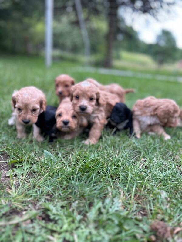 F1 Cockerpoo puppies - Image 2 of 3