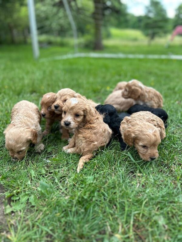 F1 Cockerpoo puppies - Image 3 of 3