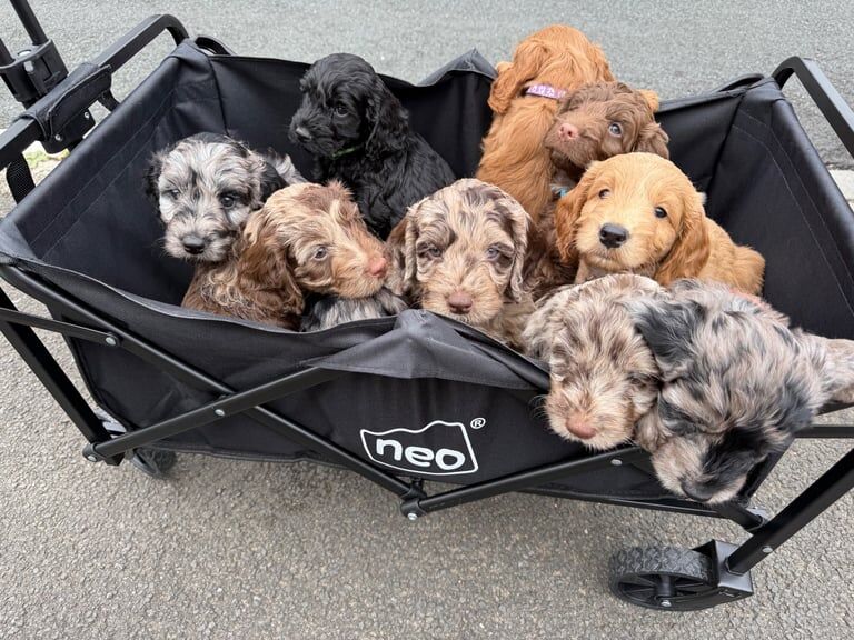Cockapoo puppies for sale in Shiremoor, Tyne and Wear – 8 weeks old
