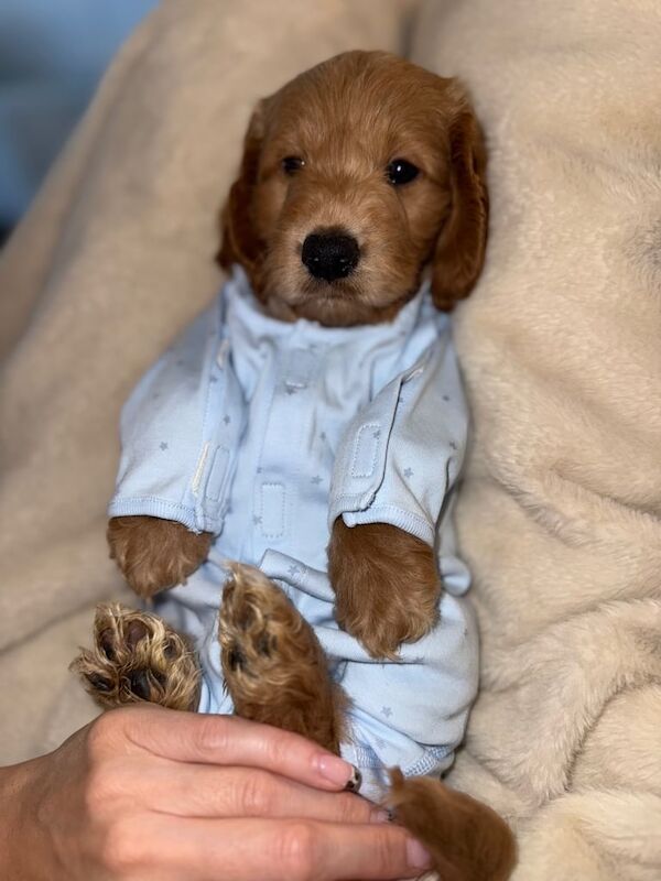 Cockapoo puppies for sale in Shiremoor, Tyne and Wear – 8 weeks old - Image 2 of 3