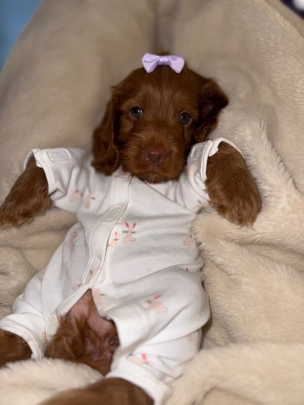 Cockapoo puppies for sale in Shiremoor, Tyne and Wear – 8 weeks old - Image 3 of 3