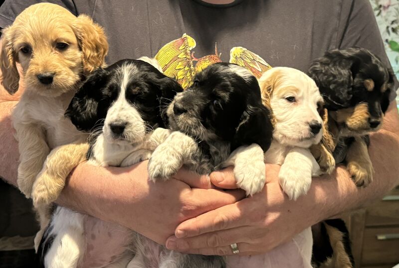 F1 cockpoo puppies for sale in Wigan, Greater Manchester - Image 1